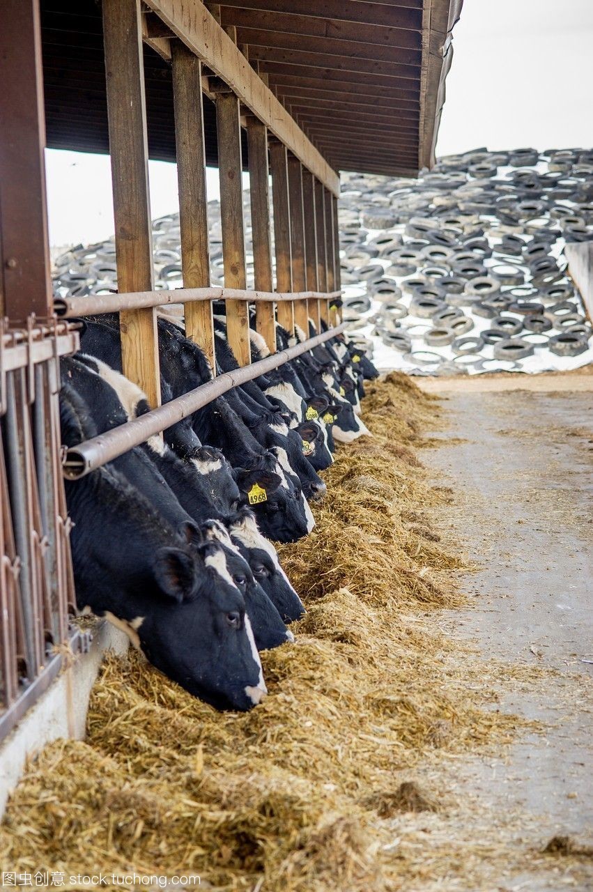 飼料與牛的飼養(yǎng)管理