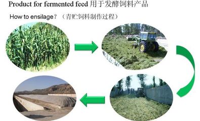 供應(yīng)用玉米秸稈喂牛的秸稈發(fā)酵劑在哪里購(gòu)買
