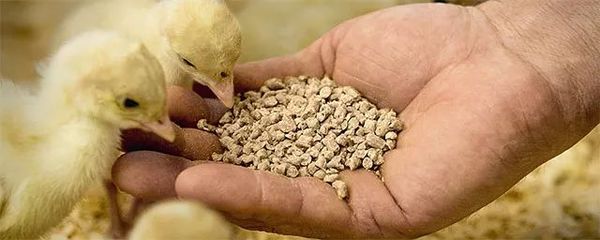 智能防霉劑 開啟飼料安全存儲新篇章